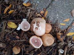 Agaricus subrufescens