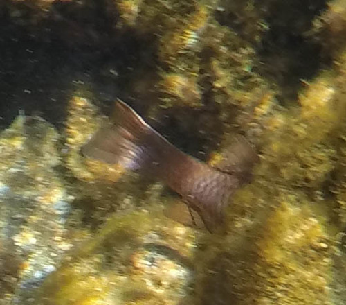 Pristiapogon kallopterus