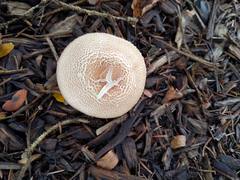 Agaricus subrufescens