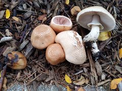 Agaricus subrufescens