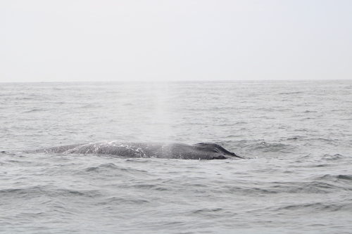 Ballena jorobada