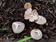 Agaricus subrufescens