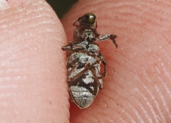 Pachyrhinus californicus
