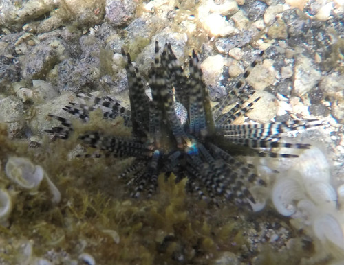 Echinothrix calamaris