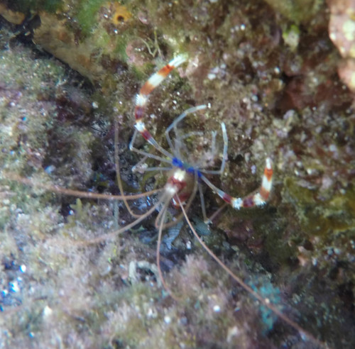 Stenopus hispidus