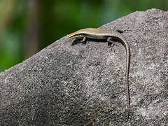Eutropis multicarinata