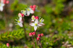 Bryanthus gmelinii