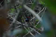 Chiroxiphia lanceolata