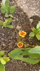Tagetes lunulata