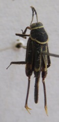 Ripipteryx limbata