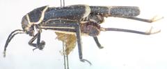 Ripipteryx limbata