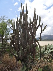 Harrisia tetracantha