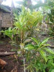 Codiaeum variegatum genuinum