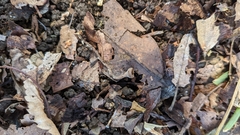 Ciborinia camelliae