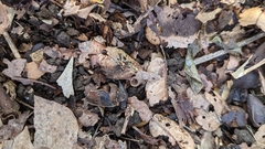 Ciborinia camelliae