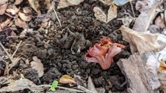 Ciborinia camelliae