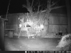 Didelphis virginiana
