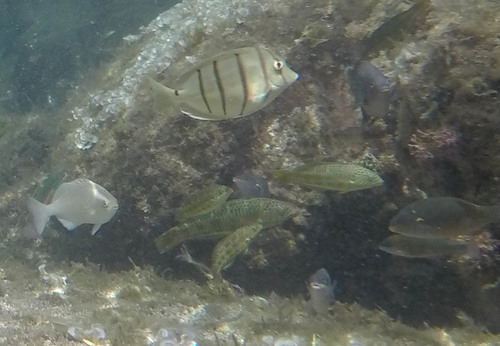 Thalassoma purpureum