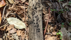 Annulohypoxylon truncatum