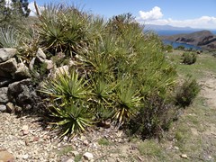 Puya mollis