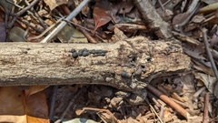 Annulohypoxylon truncatum