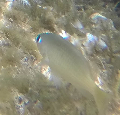 Plectroglyphidodon imparipennis