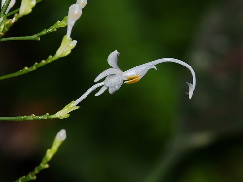 Globba campsophylla, 2022-02-27