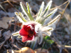 Pulsatilla cernua