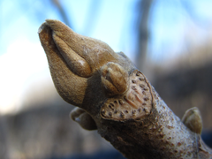 Toxicodendron vernicifluum