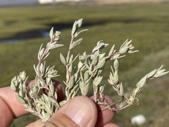 Atriplex watsonii