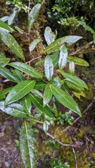 Litsea morrisonensis