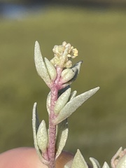 Atriplex watsonii