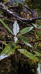 Litsea morrisonensis