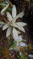 Litsea morrisonensis