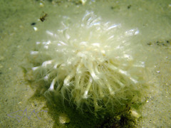 Veretillidae