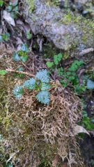 Nanocnide japonica