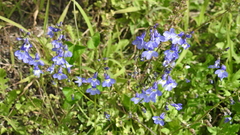 Lobelia berlandieri