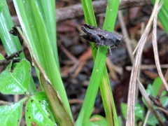 Tettigidea