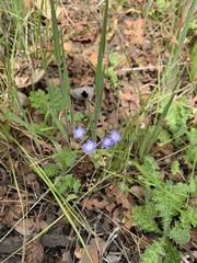 Nemophila pulchella