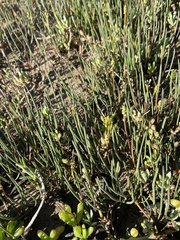 Triglochin concinna concinna