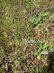 Nemophila pulchella