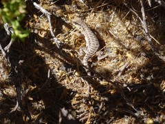 Liolaemus schmidti