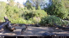 Sylvilagus audubonii