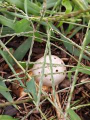 Myriostoma coliforme