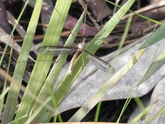 Tipula tricolor