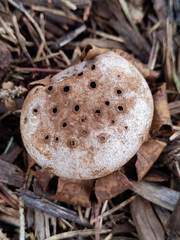 Myriostoma coliforme