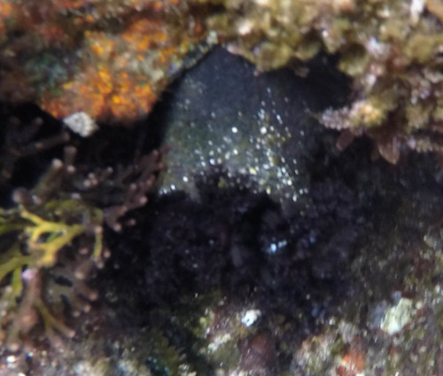 Holothuria cinerascens