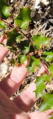 Berberis piperiana