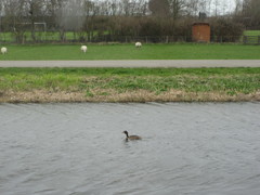 Podiceps cristatus