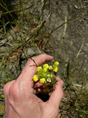 Castilleja rubicundula lithospermoides